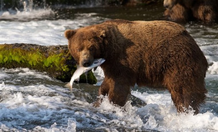 A brown bear catches a salmon at Brooks Falls, Katmai National Park in Alaska, in this photo from July 17 provided by explore.org. A new video initiative will bring the famed brown bears of the park directly to your computer or smartphone. 